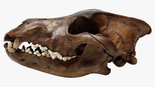 La Brea Tar Pits Wolf Skull Png Transparent Merlinhoot - Skull, Png Download, Free Download