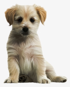Cute Dog Png - Cute Puppy Png, Transparent Png, Free Download