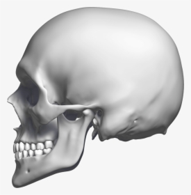 Skull , Png Download - Skull Sideways Png, Transparent Png, Free Download