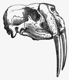 This Is A Beautifully Detailed Animal Skull Illustration- - Animal Drawings Of Skulls, HD Png Download, Free Download