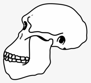 Australopithecus Skull - Australopithecus Head Skeleton Transparent Png, Png Download, Free Download