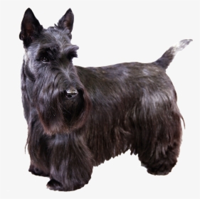 Scottish Terrier Png, Transparent Png, Free Download
