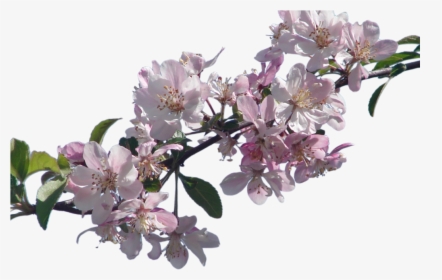 Real Cherry Blossom Png, Transparent Png, Free Download