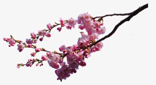 Pink-cherry Blossom Branches Png - Cherry Blossom Png Real, Transparent Png, Free Download