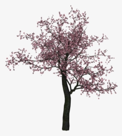 Cherry Blossom Tree Png, Transparent Png, Free Download