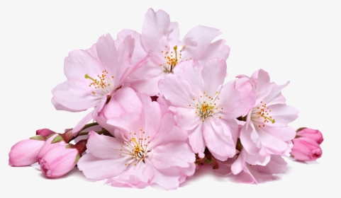 Cherry Blossom Transparent Png - Cherry Blossom Sakura Png, Png Download, Free Download