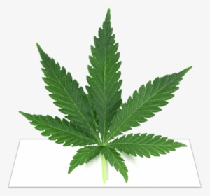 Transparent Weed Cigar Png - Marijuana Leaf, Png Download, Free Download