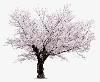 Cherry Blossom Tree Transparent Background, HD Png Download, Free Download