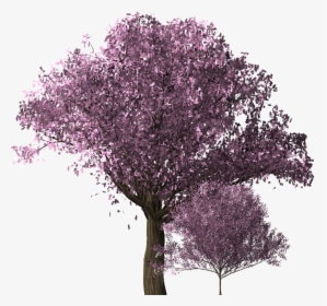 Transparent Cherry Blossoms Png Tree, Png Download, Free Download