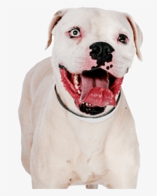 Pit Bull Terrier Png Image - Transparent Pit Bull, Png Download, Free Download