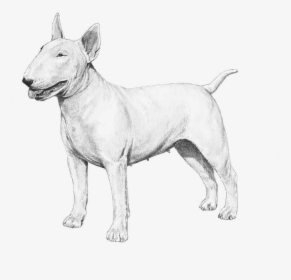 American Pit Bull Terrier - Bull Terrier, HD Png Download, Free Download