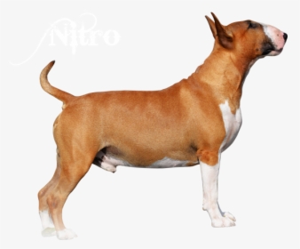Bull Terrier (miniature), HD Png Download, Free Download