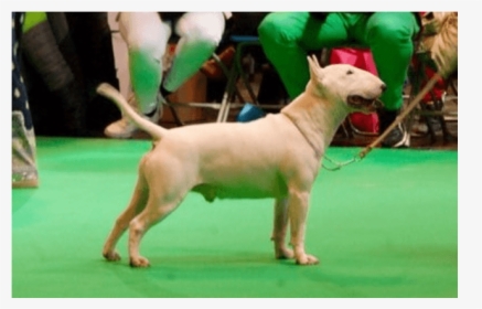 Vandret4 - Bull Terrier (miniature), HD Png Download, Free Download