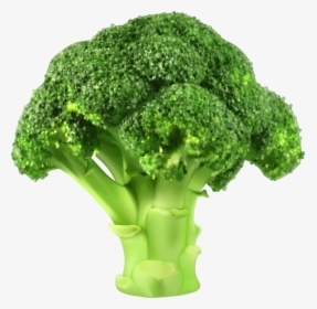 Clip Art Png Best Web - Fresh Broccoli, Transparent Png, Free Download