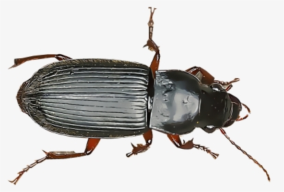 Ground Beetle Png - Beetle Identification Chart, Transparent Png, Free Download