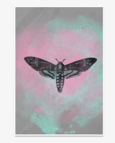 Transparent Moth Hannibal - Butterfly, HD Png Download, Free Download