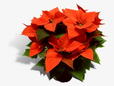 Poinsettia 17cm Pot Productfoto Shadow - Poinsettia, HD Png Download, Free Download