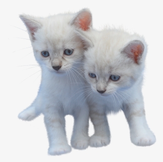 Cat, Isolated, Cut Out, Kitten, White, Pet, Animal - Cut Cat, HD Png Download, Free Download