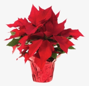 Pot Of Poinsettias - Poinsettias Png, Transparent Png, Free Download