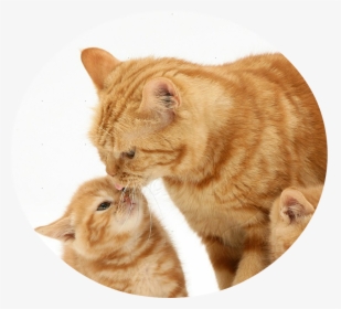 Ginger Cat Png - Mother Ginger Cat, Transparent Png, Free Download