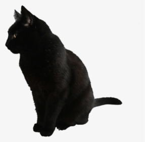 Cat Png Image Download Picture Kitten - Black Cat Transparent Background, Png Download, Free Download