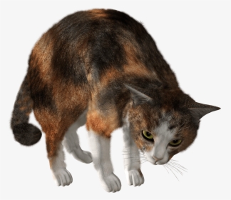 44 Cat Png Image Download Picture Kitten Clipart Image - Кот Пнг, Transparent Png, Free Download