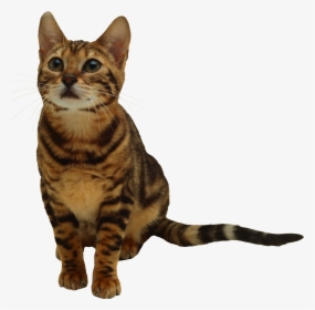 Download Kitten Transparent Png - Brown N Black Cat, Png Download, Free Download