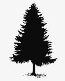 Clipart Snow Forest - Evergreen Tree Silhouette Png, Transparent Png, Free Download