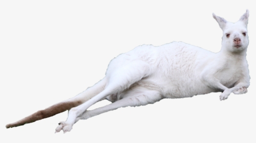 Kitten Kangaroo Cuteness - Kangaroo Lying Down Png, Transparent Png, Free Download