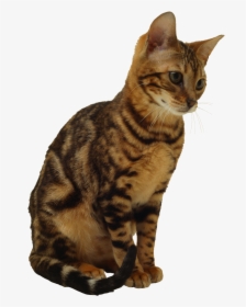 Kitten Png Image, Free Download Picture - Brown Cat Transparent Background, Png Download, Free Download