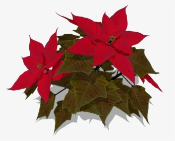 Poinsettia Transparent - Maple Leaf, HD Png Download, Free Download