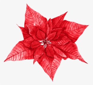 Red Leaves Free Texture Png - Poinsettia, Transparent Png, Free Download