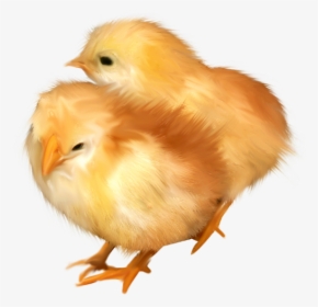 Poussins Png - Chicken, Transparent Png, Free Download