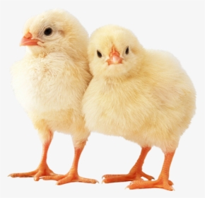 Poussins Png - Chicken Animal, Transparent Png, Free Download