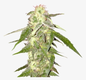 Bud - Transparent Background Weed Png, Png Download, Free Download