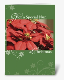 Nun, Christmas Poinsettia, Red And Green Greeting Card - Poinsettia 2 Flower, HD Png Download, Free Download
