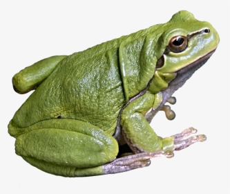 Download Frog Png Images - Frog Png, Transparent Png, Free Download