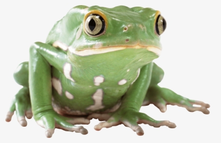 Green Frog Transparent Png - Transparent Frog Png, Png Download, Free Download