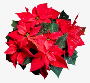 Flower, Poinsettia, Plant, Blossom, Bloom, Christmas - Flower Top View Png, Transparent Png, Free Download