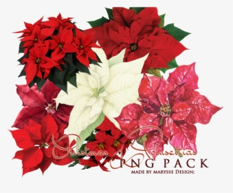 Poinsettia Transparent Images - Poinsettias Christmas Tree Png, Png Download, Free Download