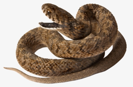 Brown Snake - Viper Snake Viper Png, Transparent Png, Free Download