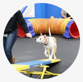 Dog Agility, HD Png Download, Free Download