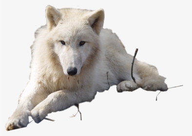 Transparent Arctic Wolf Clipart - Arctic Wolf No Background, HD Png Download, Free Download