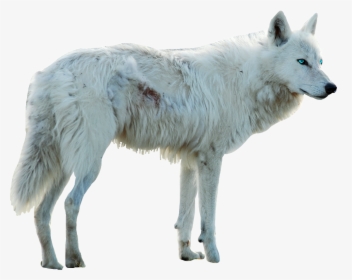 Wolf Whitewolf Dog Whitedog Blueeyes Myedit Freetoedit - White Wolf With Blue Eyes Png, Transparent Png, Free Download
