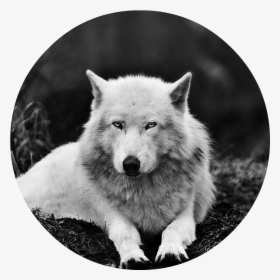 Transparent White Wolf Png - Pc Black And White Wolf, Png Download, Free Download
