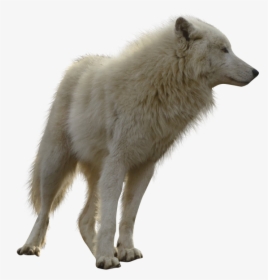 Transparent White Wolf Png - Wolf Transparent, Png Download, Free Download