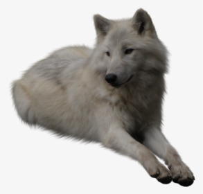 White Wolf Transparent Background, HD Png Download, Free Download