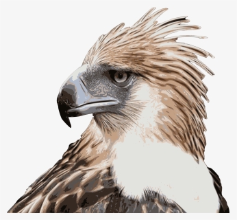 Philippine Eagle High Resolution, HD Png Download, Free Download