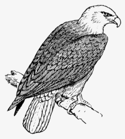 Eagle Head Clip Art Download - Coloring Picture Of Eagle, HD Png Download, Free Download