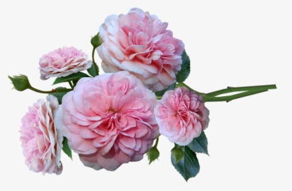 Roses, Pink, Fragrant, Bunch, Arrangement, Cut Out - Rosa × Centifolia, HD Png Download, Free Download